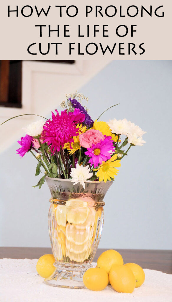 How to prolong the life of cut flowers