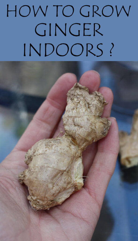 How To Grow Ginger Indoors ?