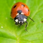 Beneficial insects for your garden