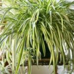 Top 3 plants easy to grow in your apartment