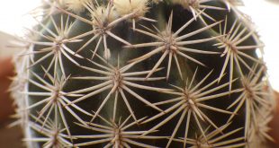 How to Grow Echinocereus Cactus Indoors