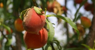 How To Prevent Diseases & Pests On Peach And Apricot Trees