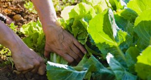 Best Tips & Tricks To Keep A Continuously Productive Vegetable Garden