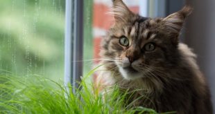 How to Protect Your Indoor Plants from Cats