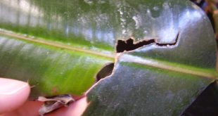 Effective Ways To Control Leaf Cracking In Indoor Plants