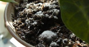 Efficient Tips & Tricks To Prevent Moldy Potting Soil