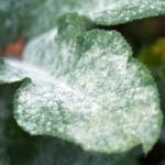 How To Get Rid Of White Powdery Mildew On Potted Plants