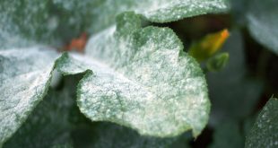 How To Get Rid Of White Powdery Mildew On Potted Plants