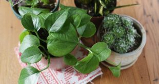 Safe Salt Leaching Methods To Use On Potted Plants