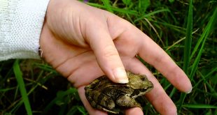 5 Steps To Get Rid Of Frogs & Toads