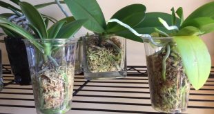 How to Divide Your Orchid To Spark A Healthy New Growth