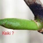 How To Get Rid Of Orchid’s Plantlets (Keiki) Naturally