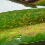 How To Protect Your Plants From Rust Disease