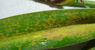 How To Protect Your Plants From Rust Disease