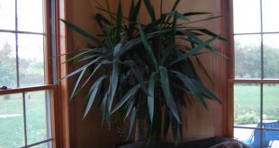 How To Water And Care For Yucca Plant In The Cold Season