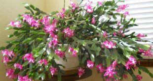 How To Water Christmas Cactus For A Spectacular Winter Blooming 8 How To Water Christmas Cactus For A Spectacular Winter Blooming