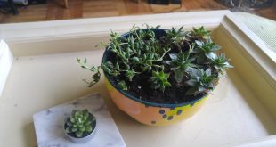 How To Save Frostbitten Plants
