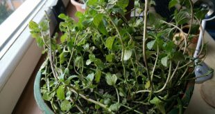 How To Grow Aromatic Herbs Indoors During Winter 3 How To Grow Aromatic Herbs Indoors During Winter
