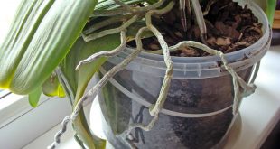 How To Care For Those Splendid Orchids In Winter 9 How To Care For Those Splendid Orchids In Winter