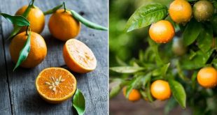How To Grow A Tangerine Tree From Seed Indoors