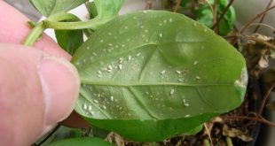 Natural Insecticides To Get Rid Of WhiteFlies On Houseplants