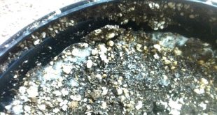 Gardening Hacks To Get Rid Of That White And Moldy Potted Soil 3 Gardening Hacks To Get Rid Of That White And Moldy Potted Soil