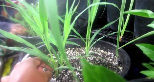 How To Grow Lemongrass In Pots To Enjoy Its Flavored Aroma 1 How To Grow Lemongrass In Pots To Enjoy Its Flavored Aroma