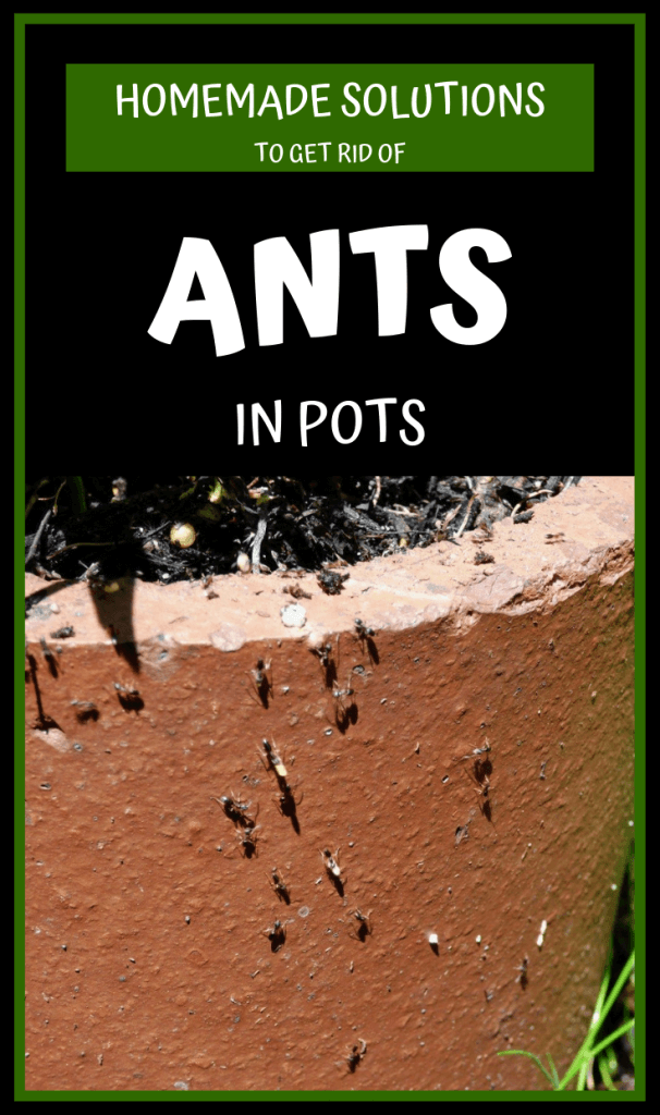 Homemade Solutions To Get Rid Of Ants In Pots