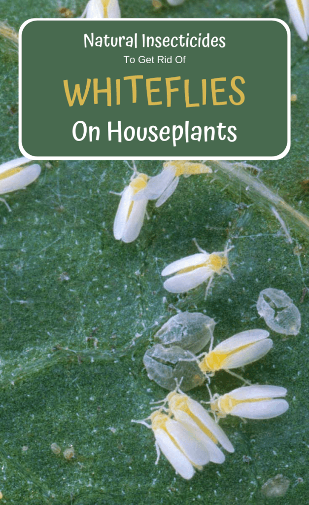 Natural insecticides to get rid of white flies on houseplants