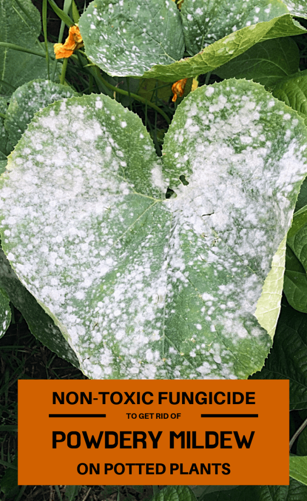 Non toxic fungicide to get rid of powdery mildew on potted plants