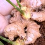 Plain And Simple! How To Grow Ginger Indoors