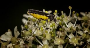 DIY Sticky Traps To Get Rid Of Black Fungus Gnats In Pots 1 DIY Sticky Traps To Get Rid Of Black Fungus Gnats In Pots