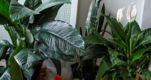 How To Care For Lilies After Blooming 3 How To Care For Lilies After Blooming