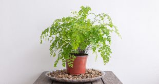 Beloved Houseplants: Indoor Plants That Develop Harmoniously In Low-Lit Areas 6 Beloved Houseplants: Indoor Plants That Develop Harmoniously In Low-Lit Areas