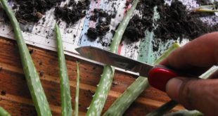 Indoor Gardening: How To Propagate Aloe And Other Succulents 2 Indoor Gardening: How To Propagate Aloe And Other Succulents