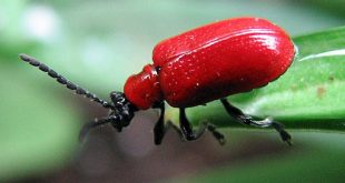 How To Identify And Get Rid Of Red Lily Leaf Beetle 2 How To Identify And Get Rid Of Red Lily Leaf Beetle