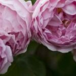 Massachusetts Spring Gardening: When You Should Uncover Roses?