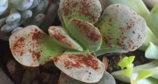 Do Brown Spots Mean Trouble For Your Succulents?
