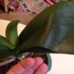 Survival Manual: Leaf Color Can Tell Your Orchid’s Future