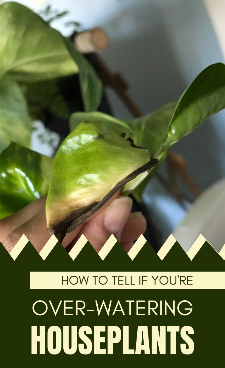 How To Tell If You’re Overwatering Houseplants